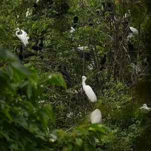 Pathiramanal Bird Sanctuary in Alleppey, Exploring the backwaters of Kerala