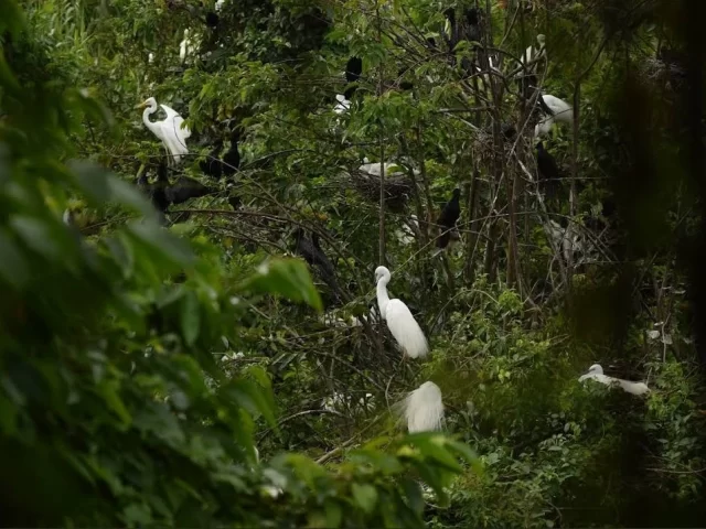 Pathiramanal Bird Sanctuary in Alleppey, Exploring the backwaters of Kerala