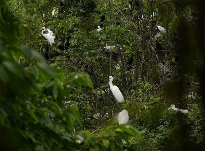 Pathiramanal Bird Sanctuary in Alleppey, Exploring the backwaters of Kerala