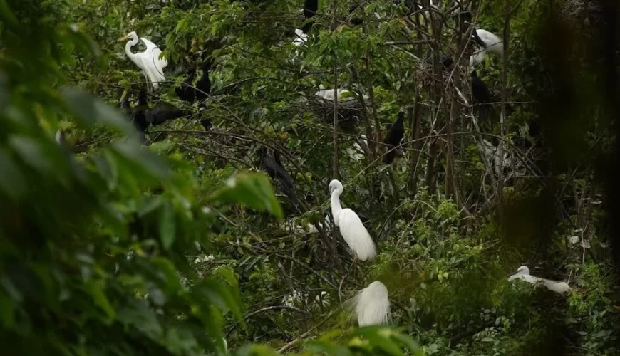 Pathiramanal Bird Sanctuary in Alleppey, Exploring the backwaters of Kerala