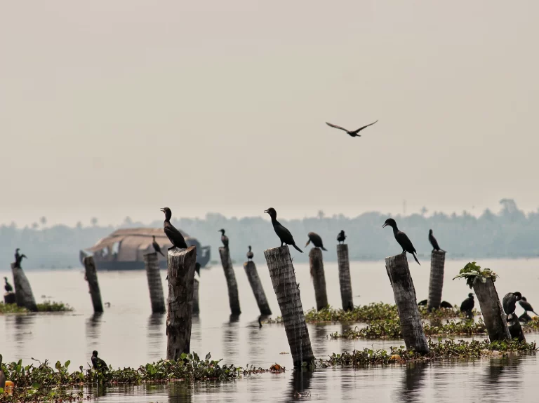 Kumarakom Bird Watching Experience at Backwaters of Kerala